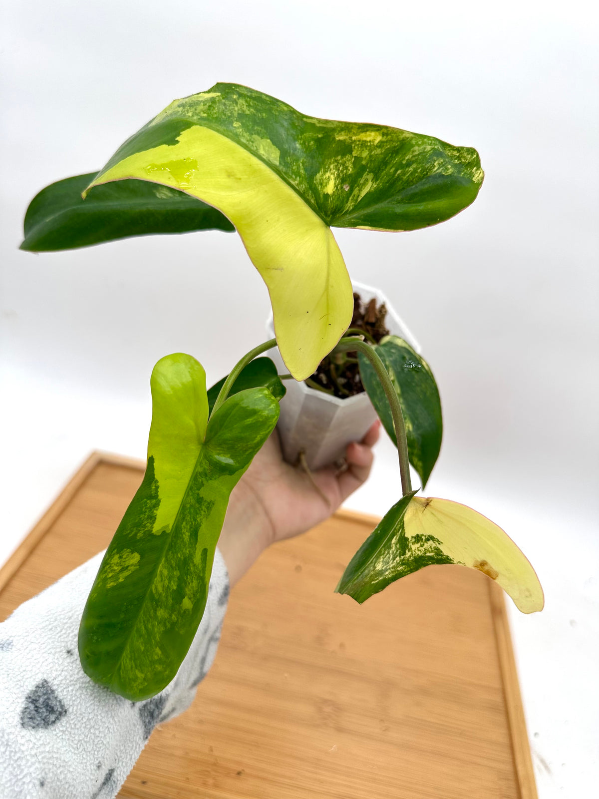 Philodendron FB x Paraiso Verde Variegated