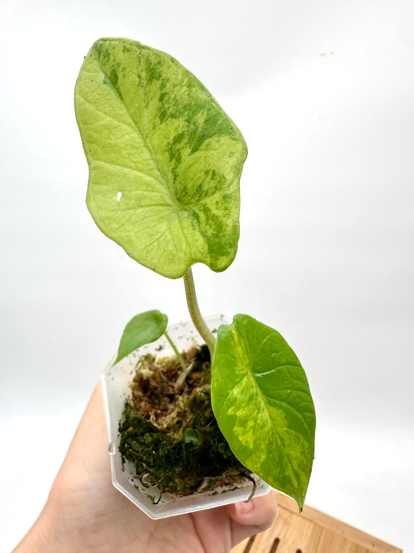 Alocasia Scalprum Variegated