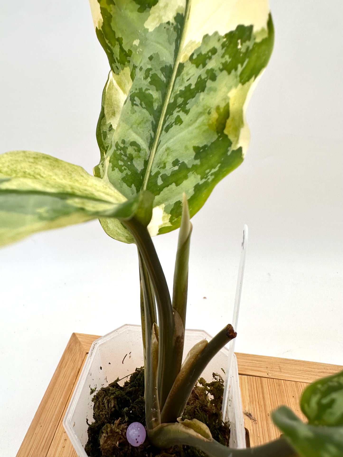 Aglaonema Manila Pride Variegated