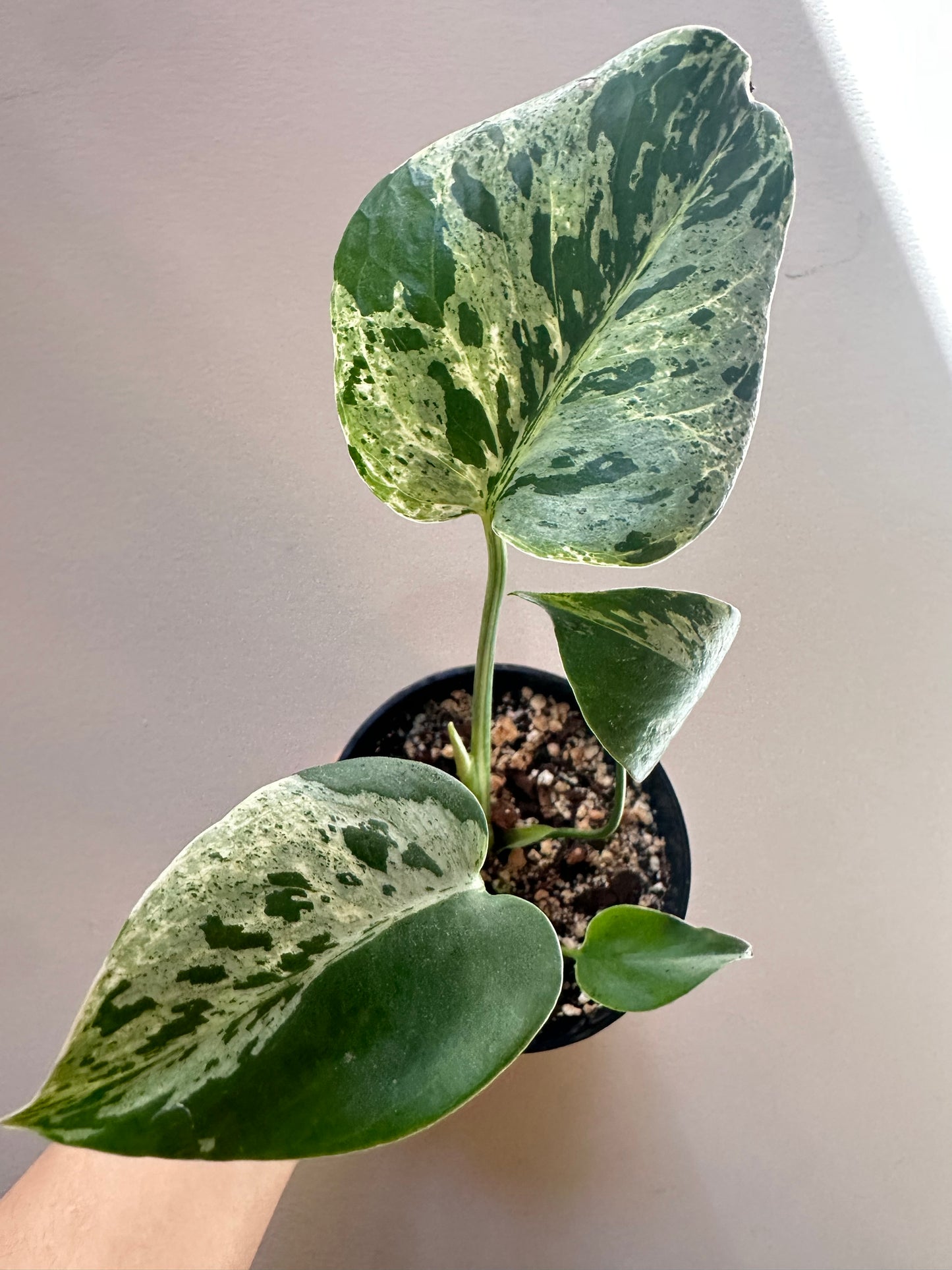 Monstera Bulbasaur