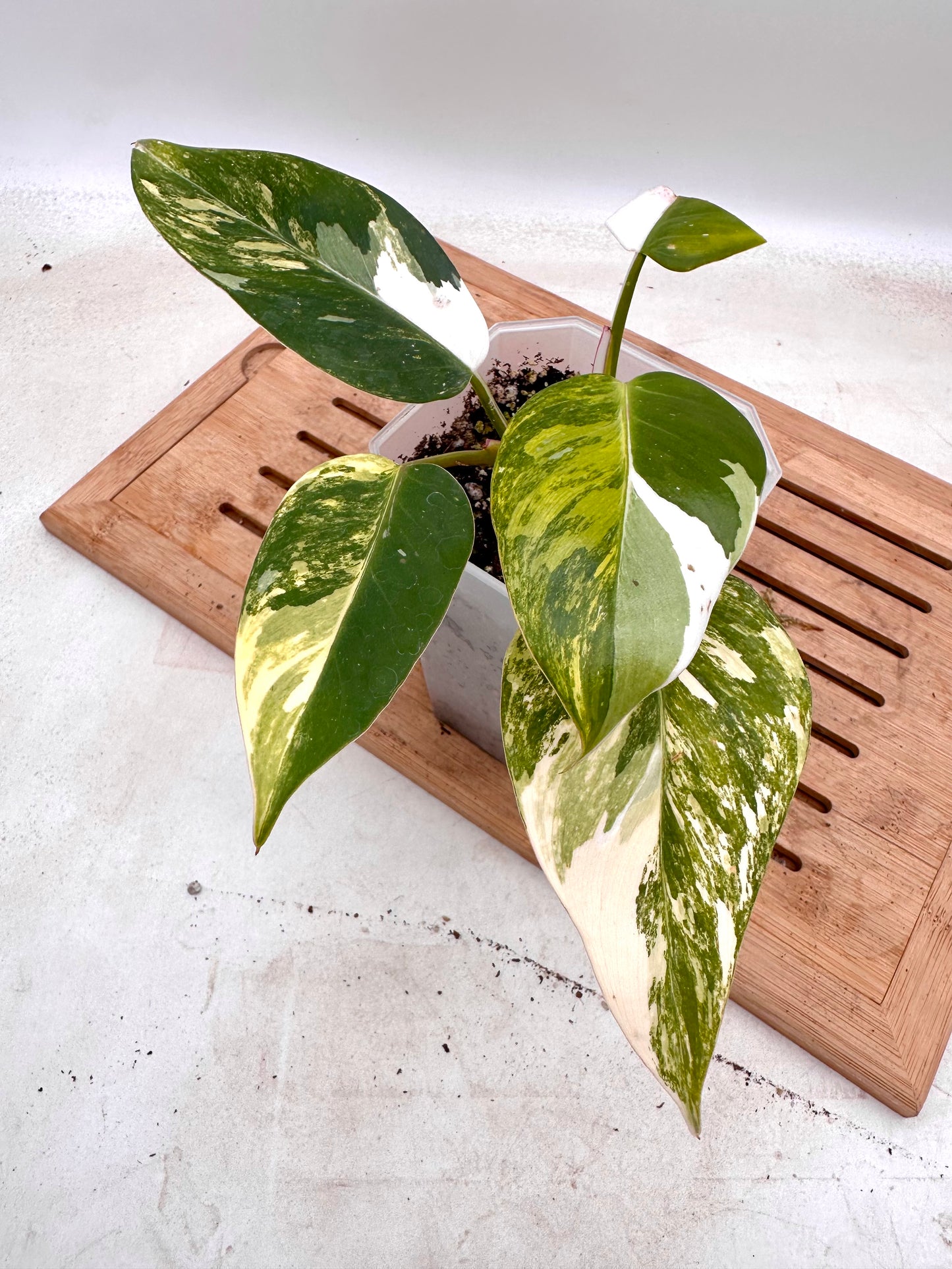 Philodendron White Princess Aurea Variegated - Rare