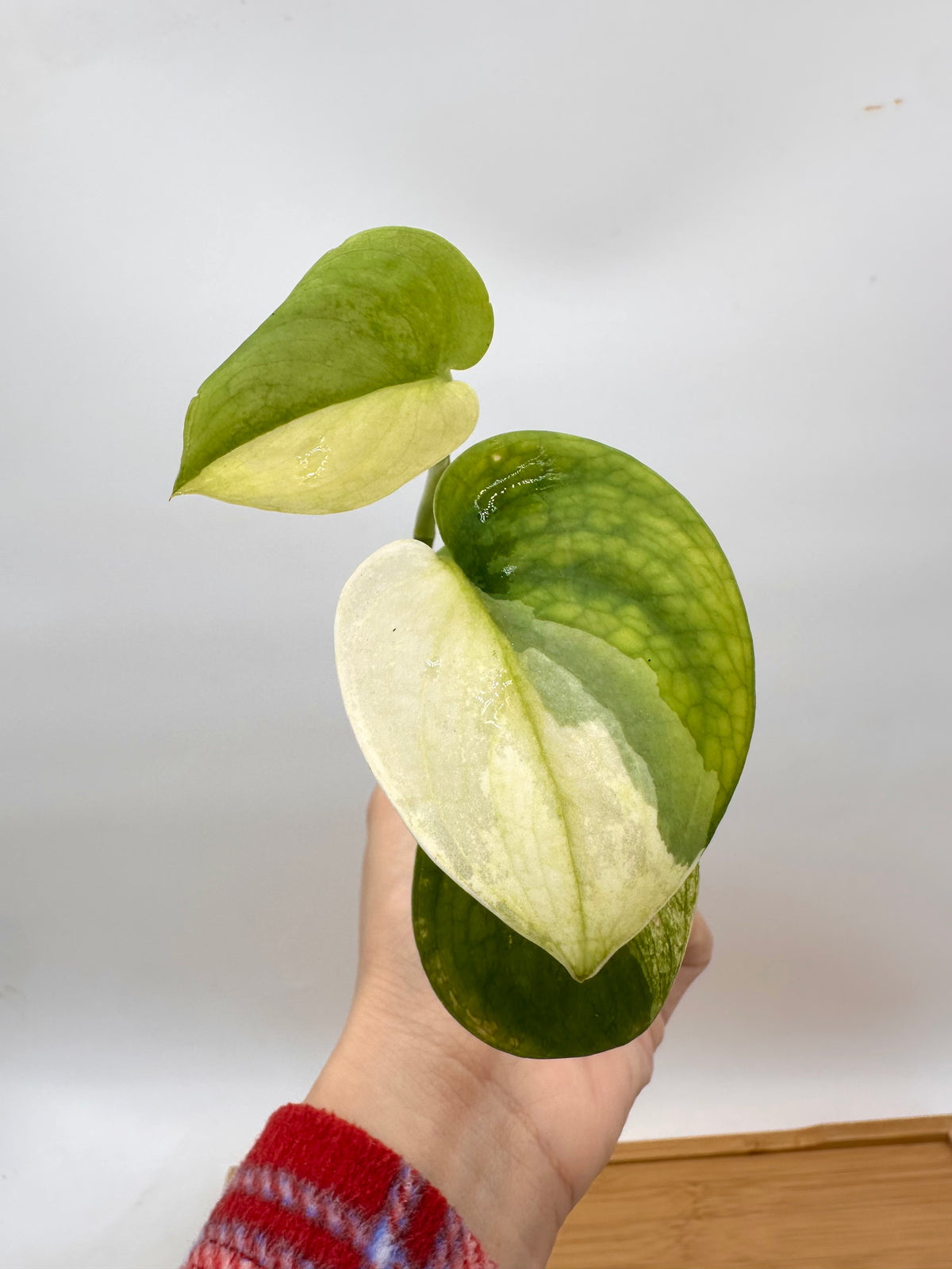 Scindapsus Jade Satin Albo