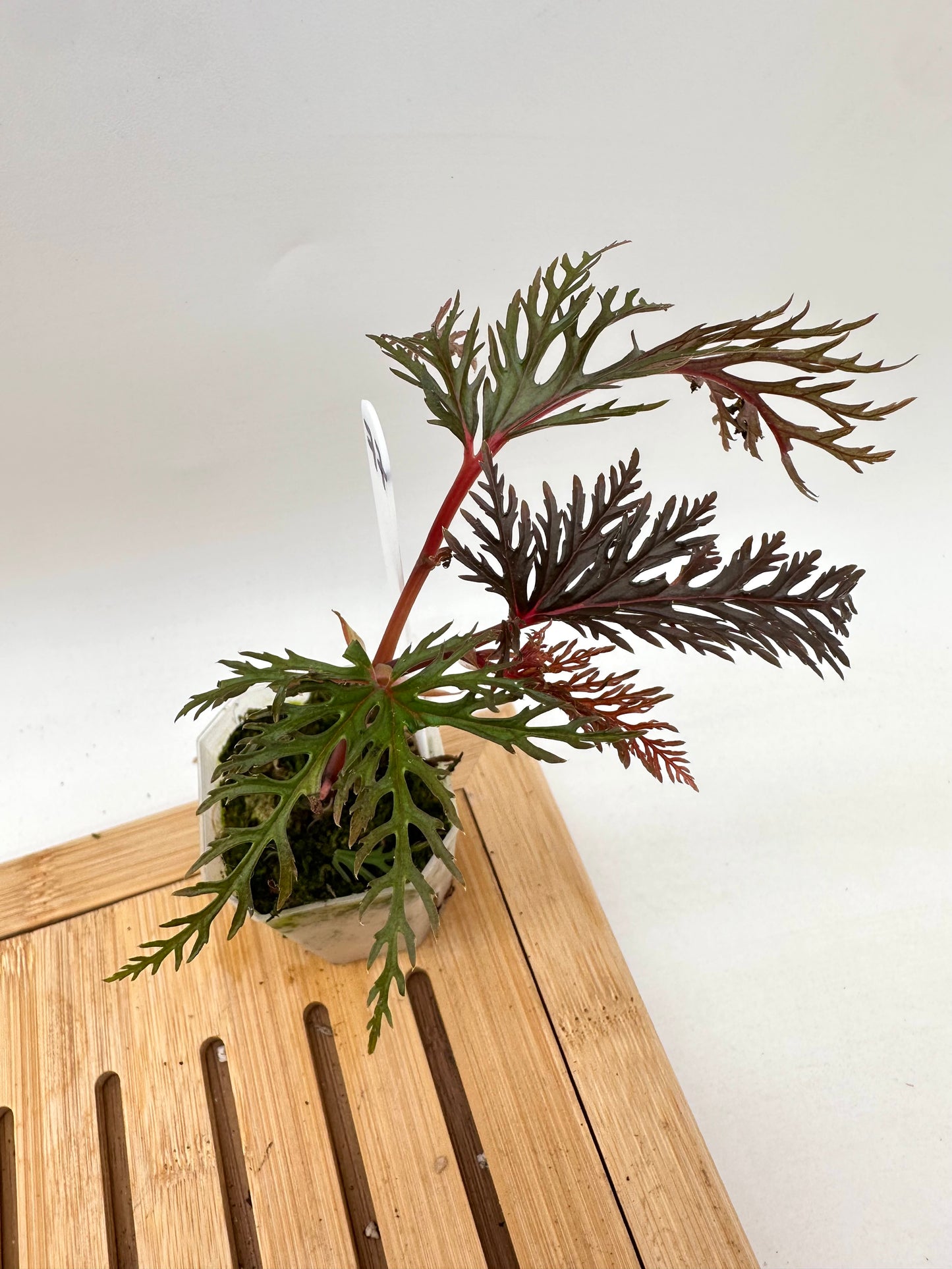 Begonia Bipinnatifida