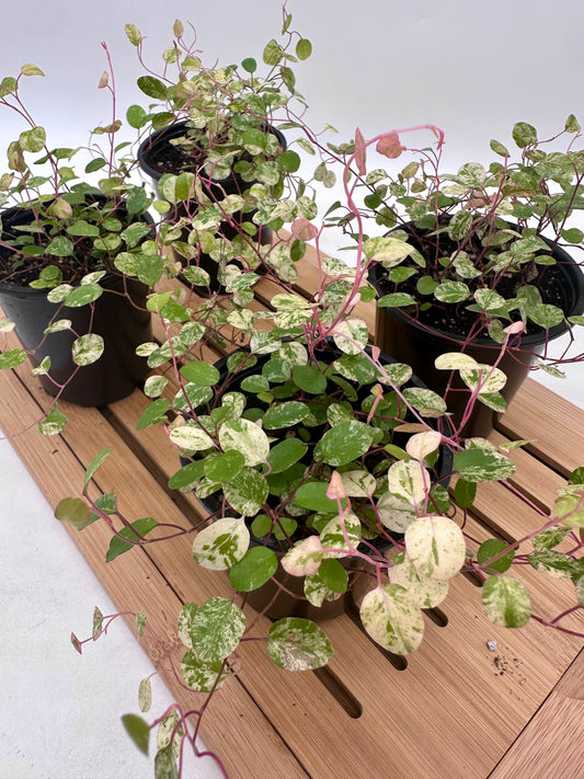 Variegated Wire Vine