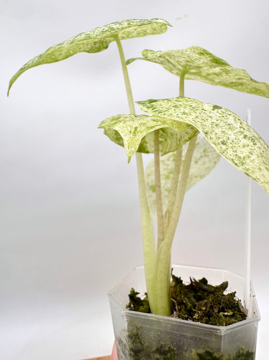 Alocasia Odora Batik