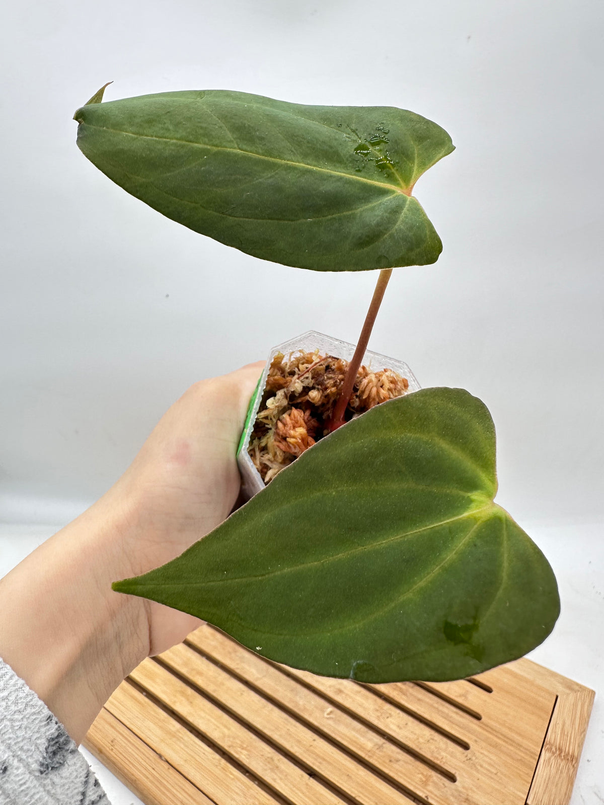 Anthurium Fort Sherman From Seed