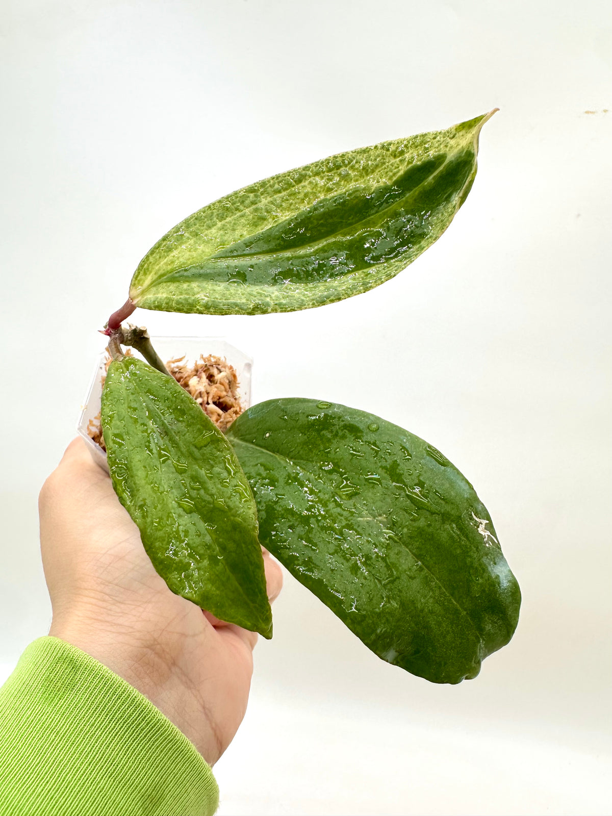 Hoya Crocodile