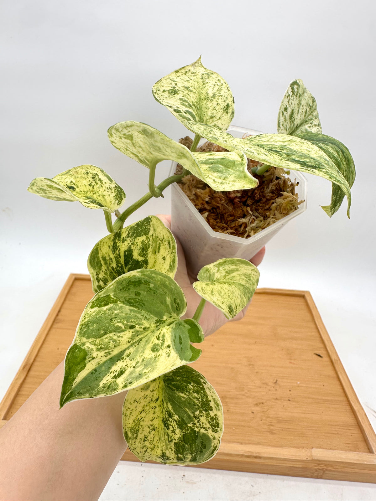 Scindapsus Peasun Variegated