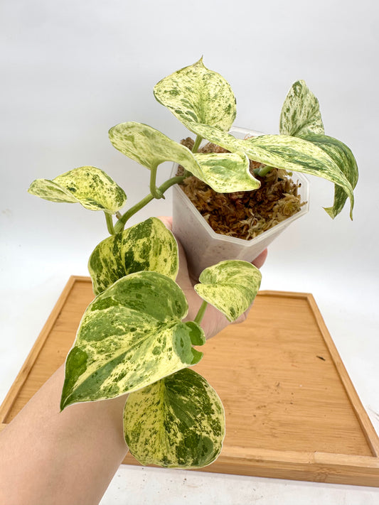 Scindapsus Peasun Variegated