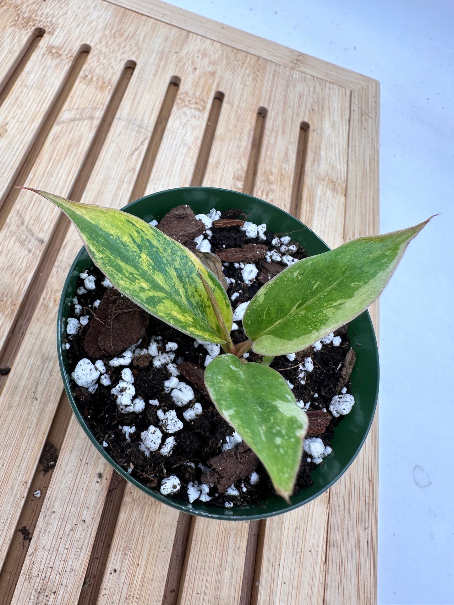 Variegated Philodendron Caramel Marble