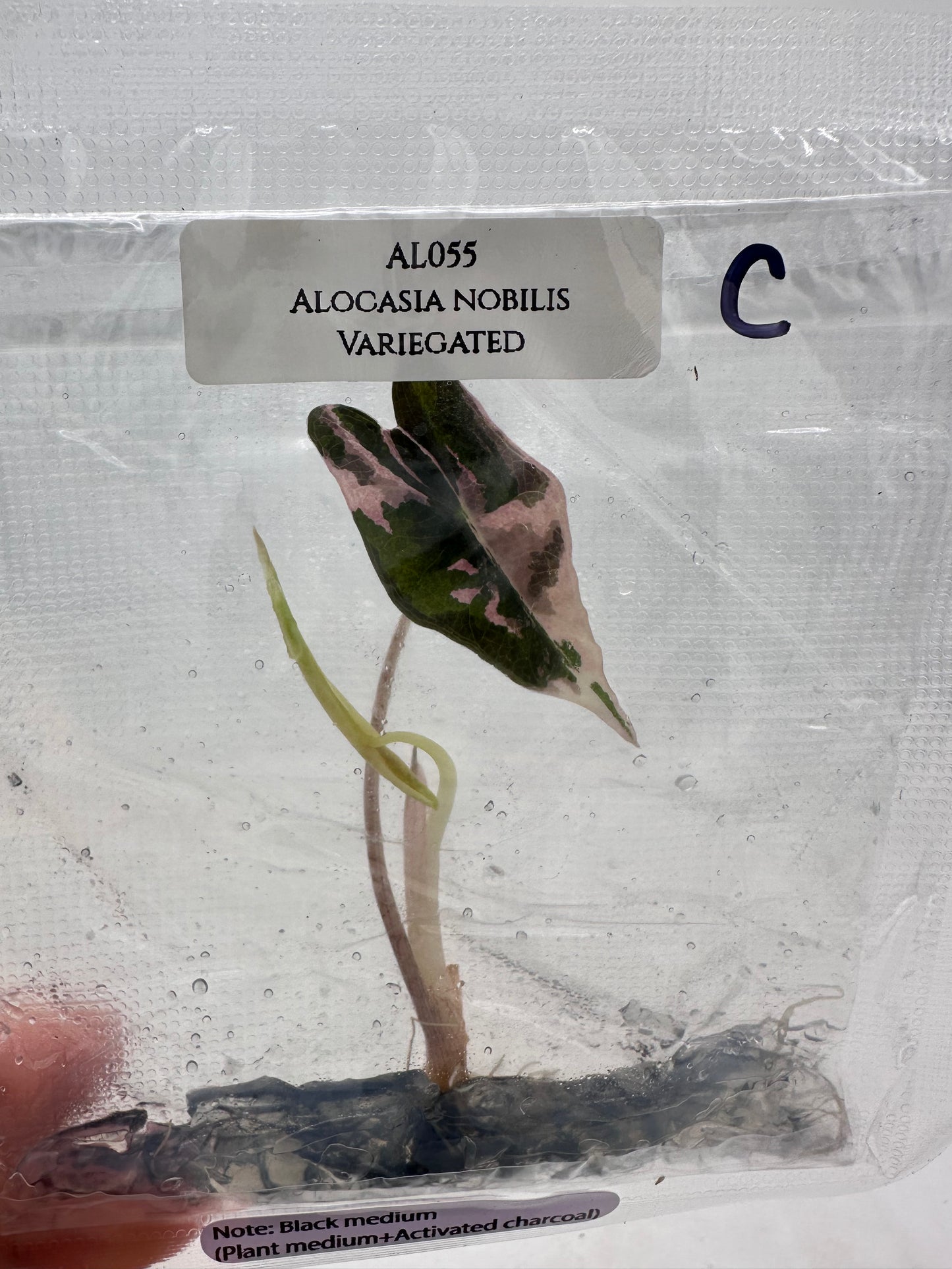 Tissue Culture - Alocasia Nobilis Pink Variegated