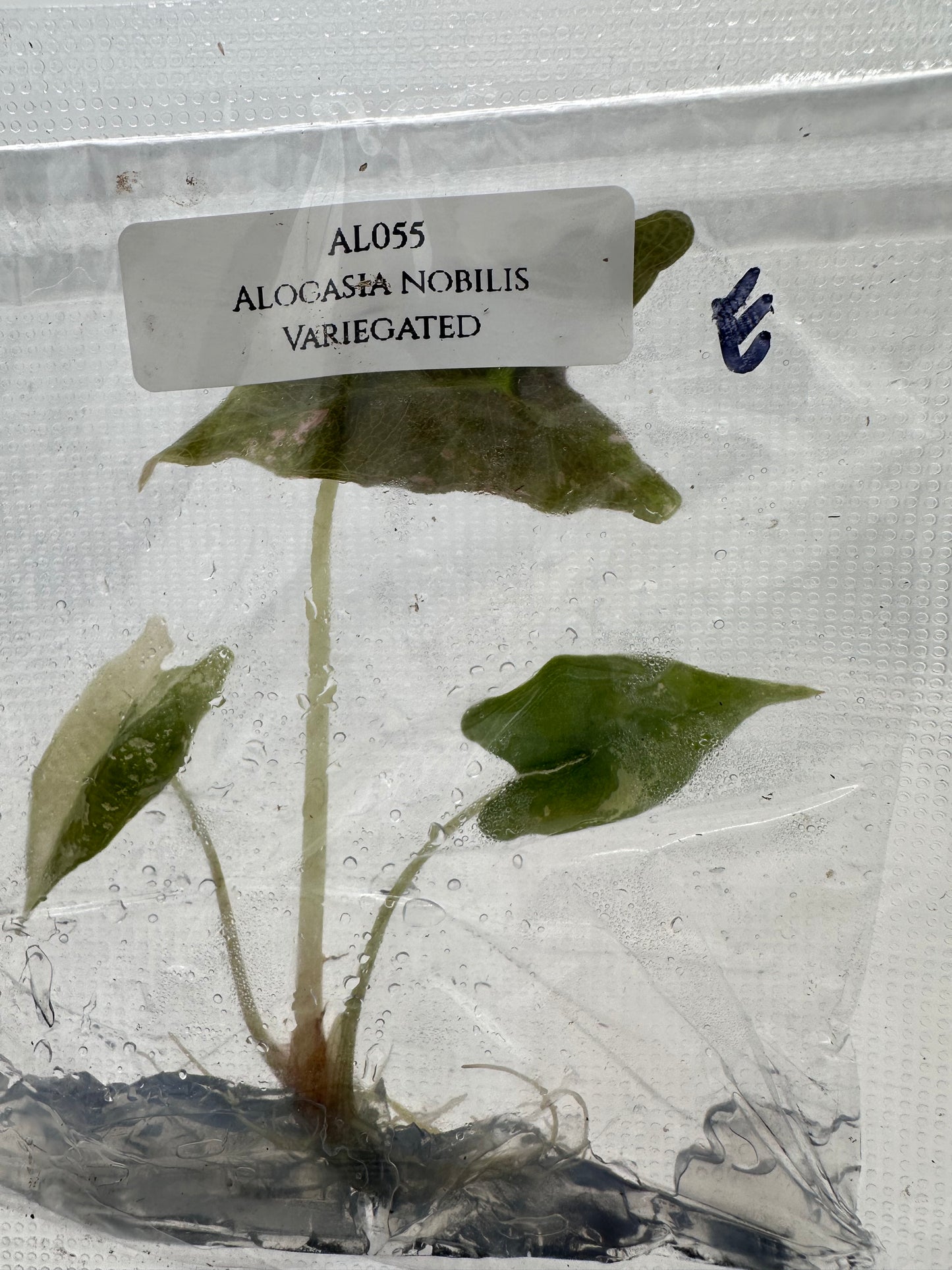 Tissue Culture - Alocasia Nobilis Pink Variegated