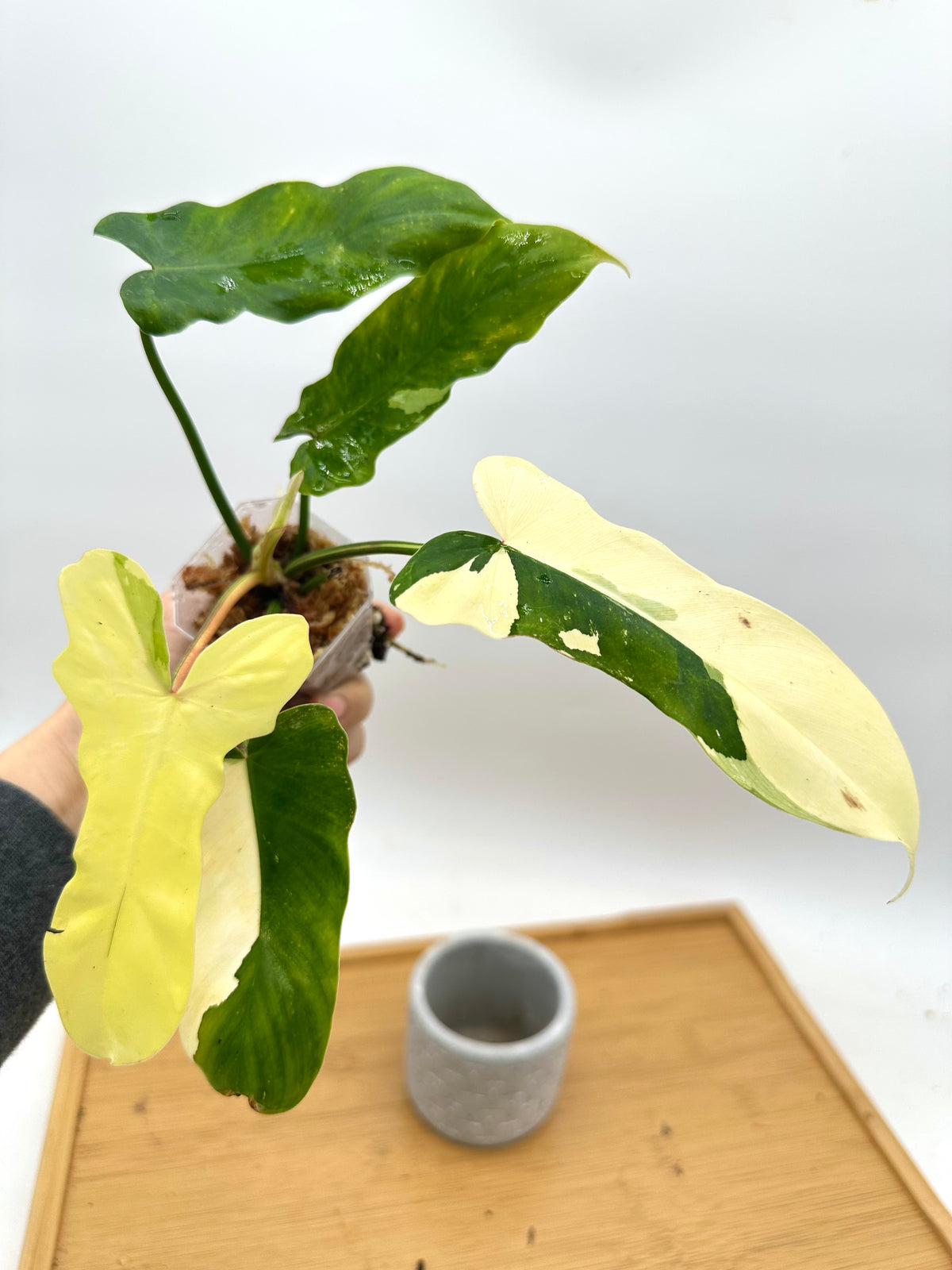 Philodendron Golden Dragon Albo Variegated