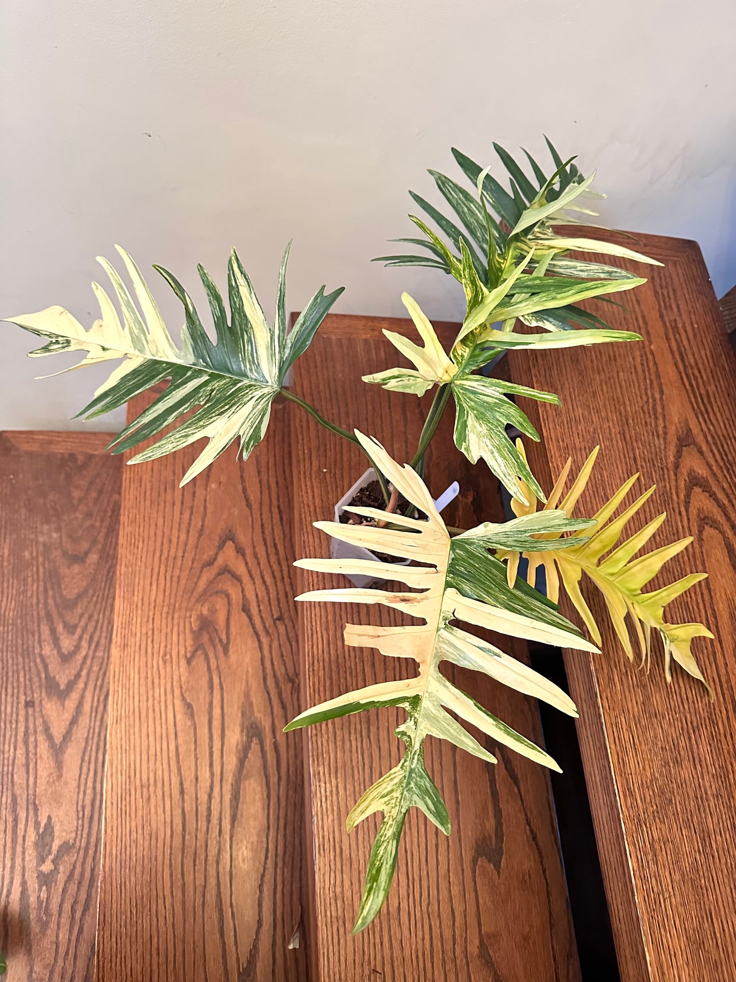Philodendron Florida Beauty x Tortum Variegated 04- Large Size