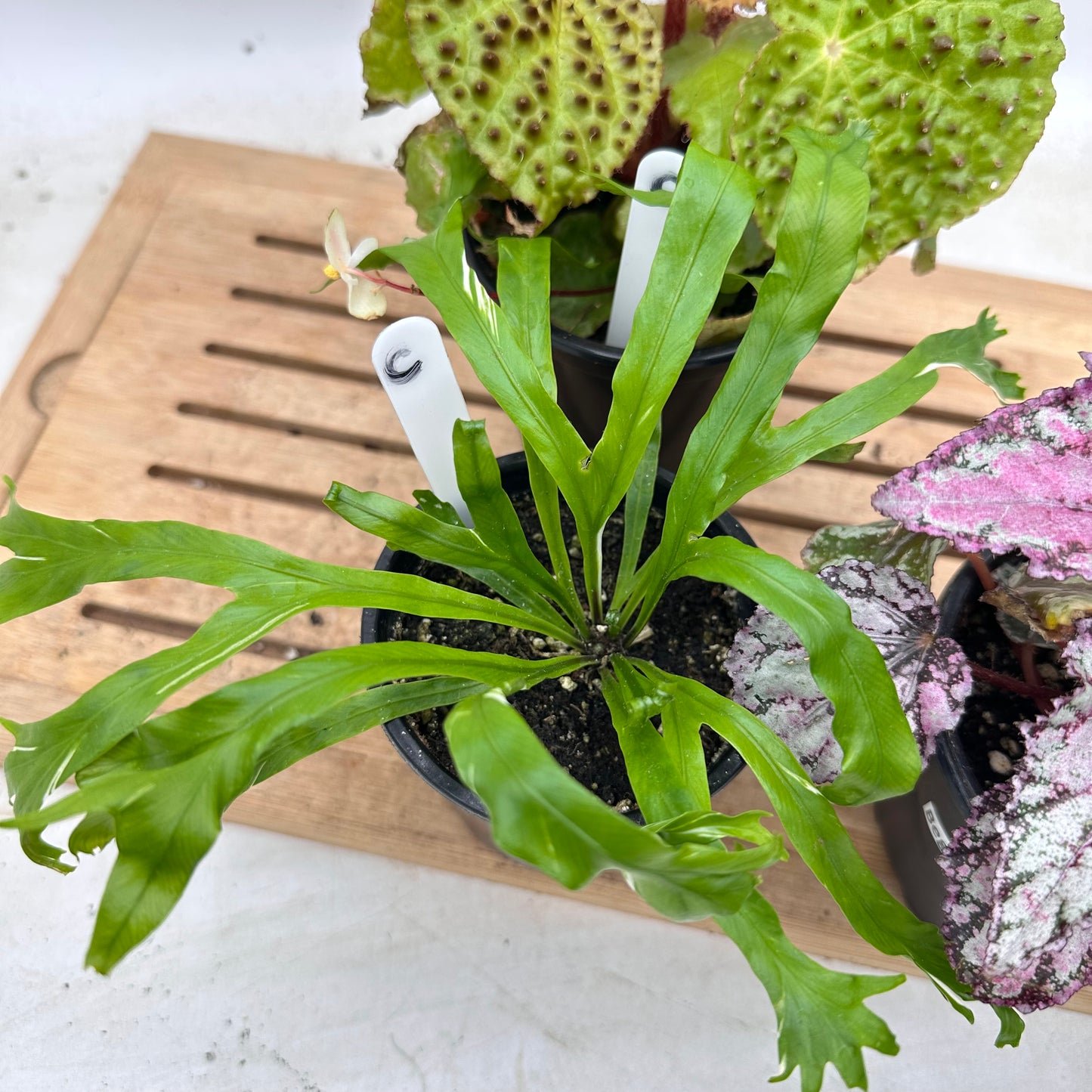 Combo Sale - Begonia Ferox & Begonia ‘Spirit of Sumatra’ & Variegated Bird’s Nest Ferng