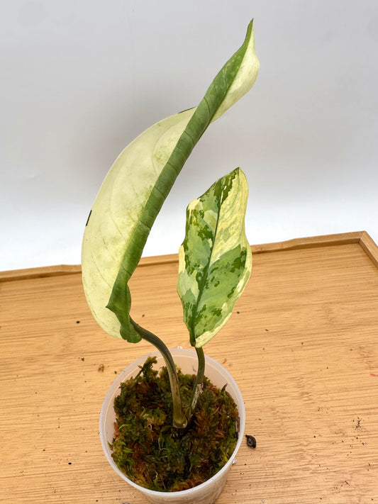 Aglaonema Manila Pride Variegated