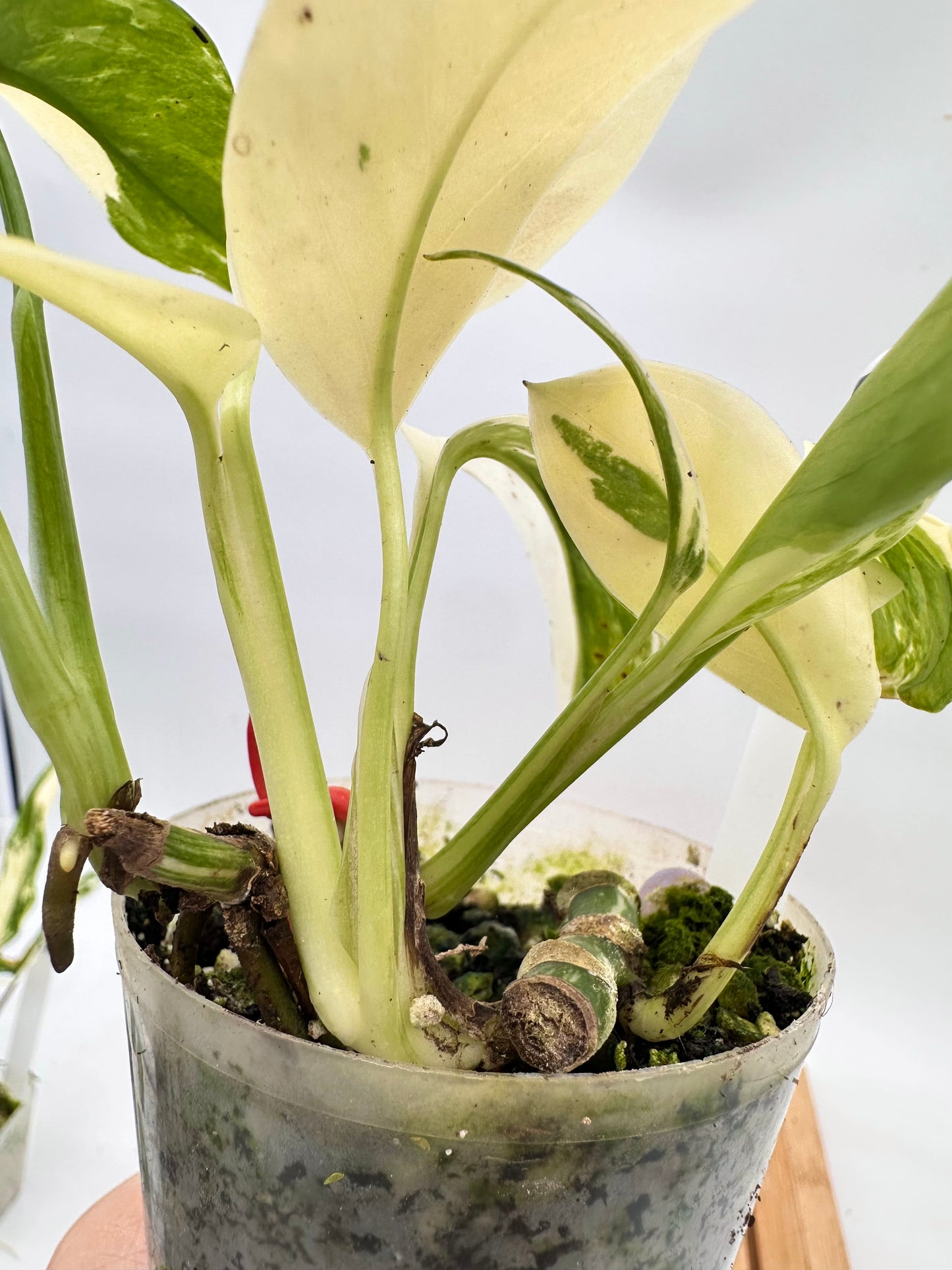 Monstera Lechleriana Albo Variegated - Multiple Growths
