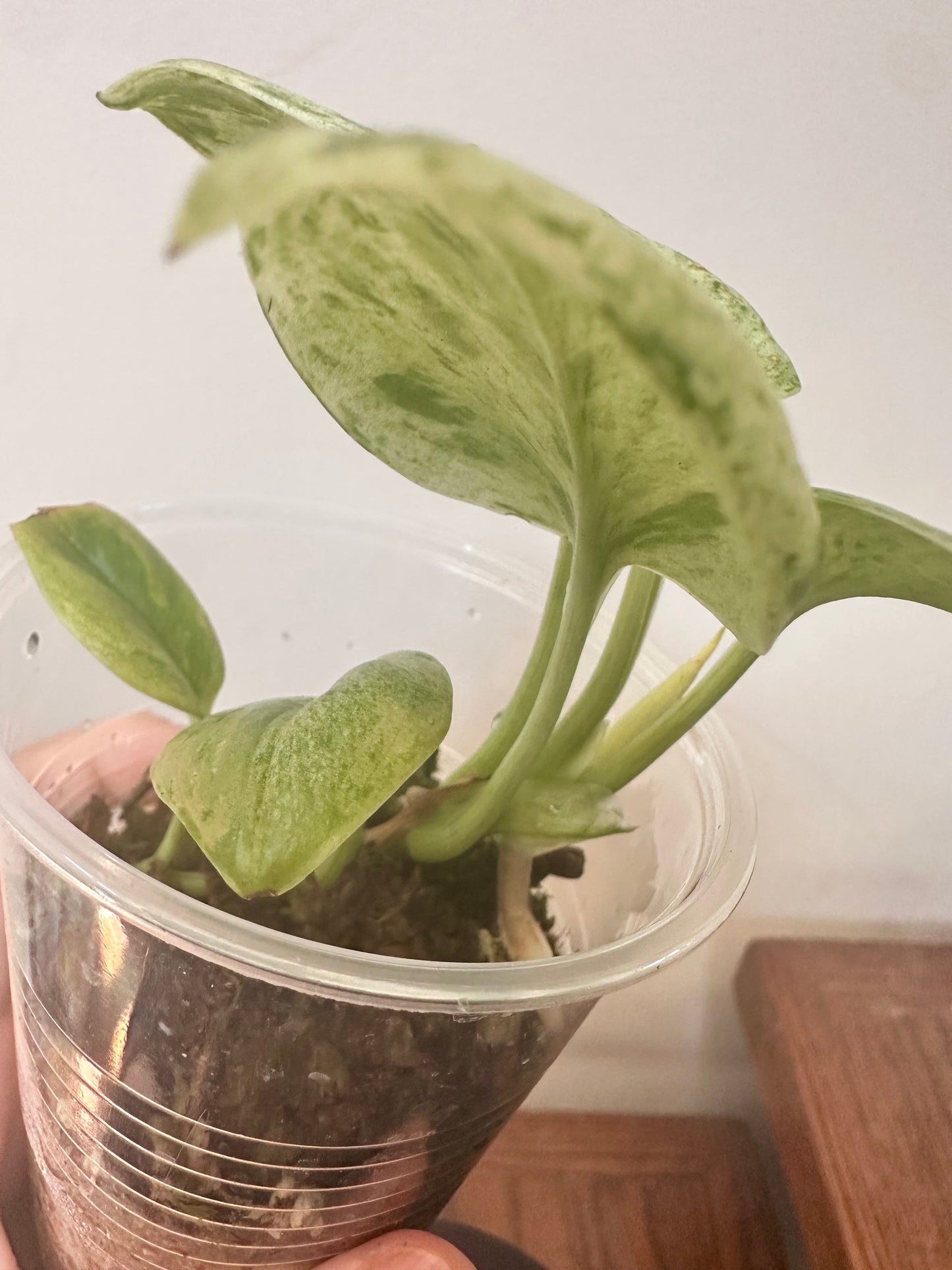 Scindapsus Superstar