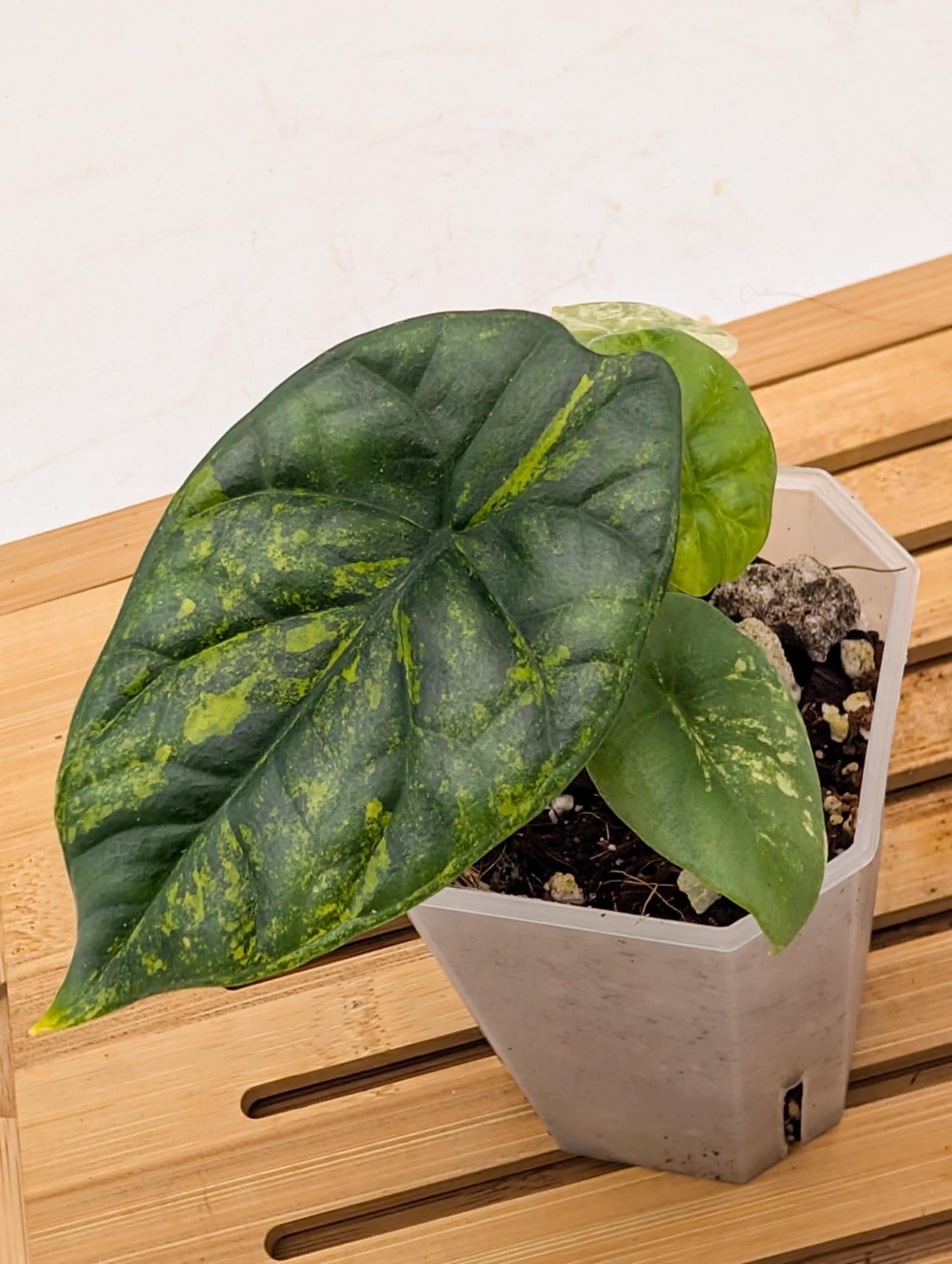 Alocasia Sinuata Aurea Variegated