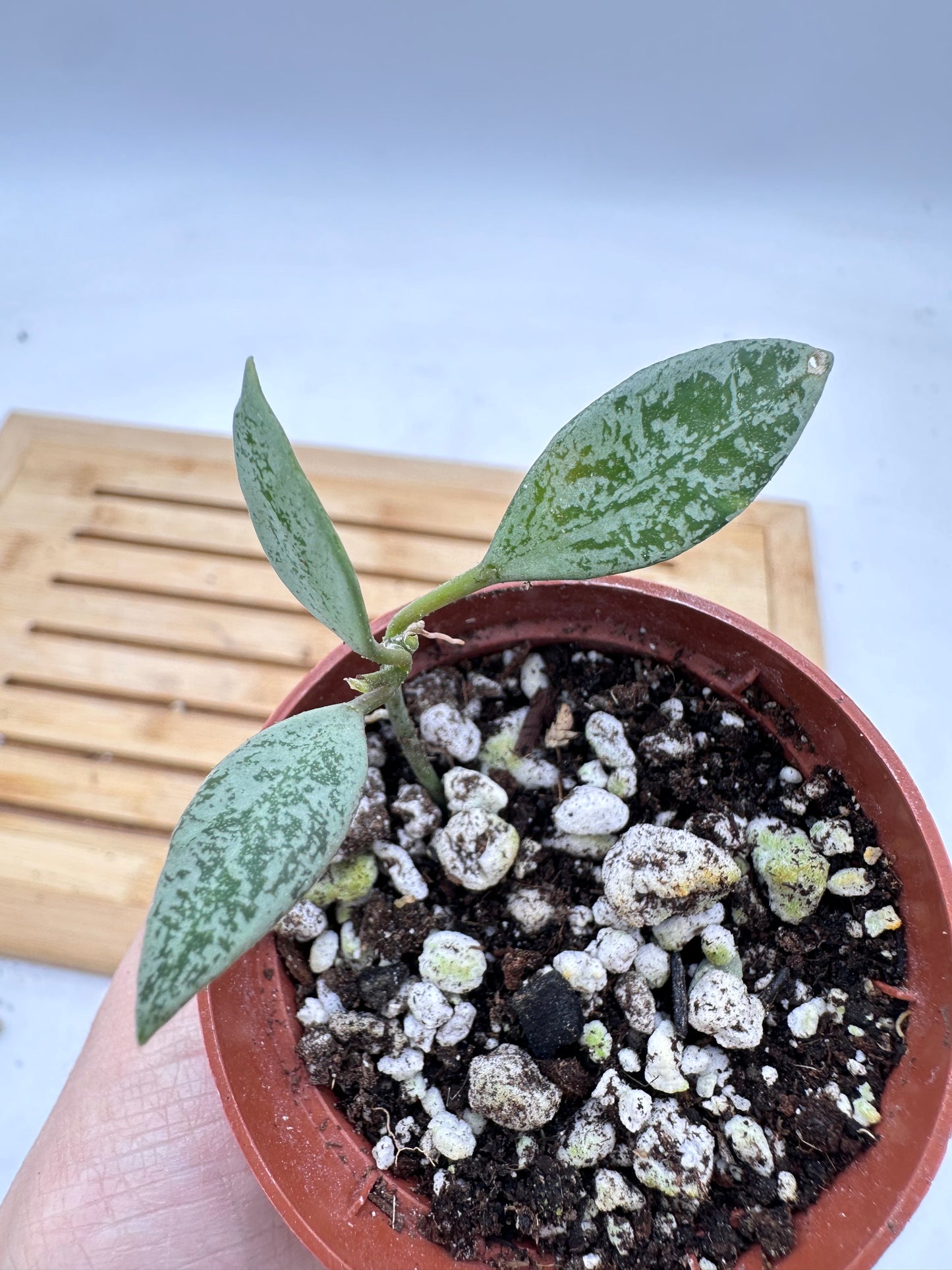 Hoya Leopard Skin