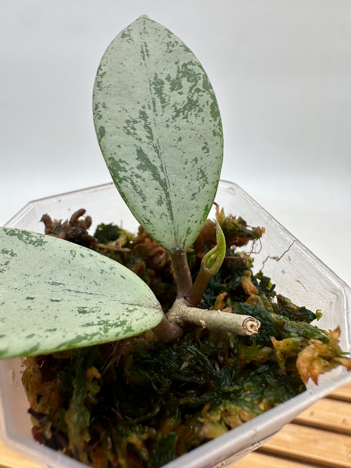 Hoya Publicalyx Silver Ghost - With New Growth