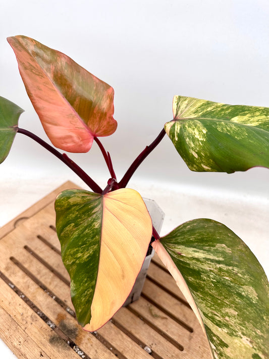 Philodendron Strawberry Shake 🍓