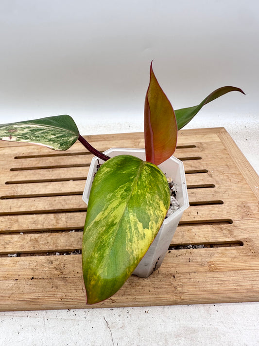 Philodendron Strawberry Shake - Thanksgiving Sale 💚