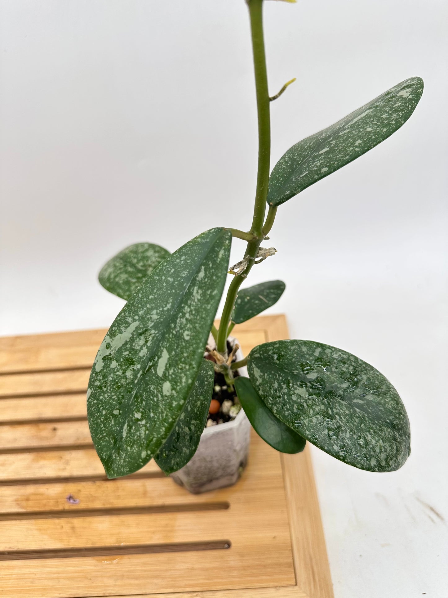 Hoya diversifolia Splash