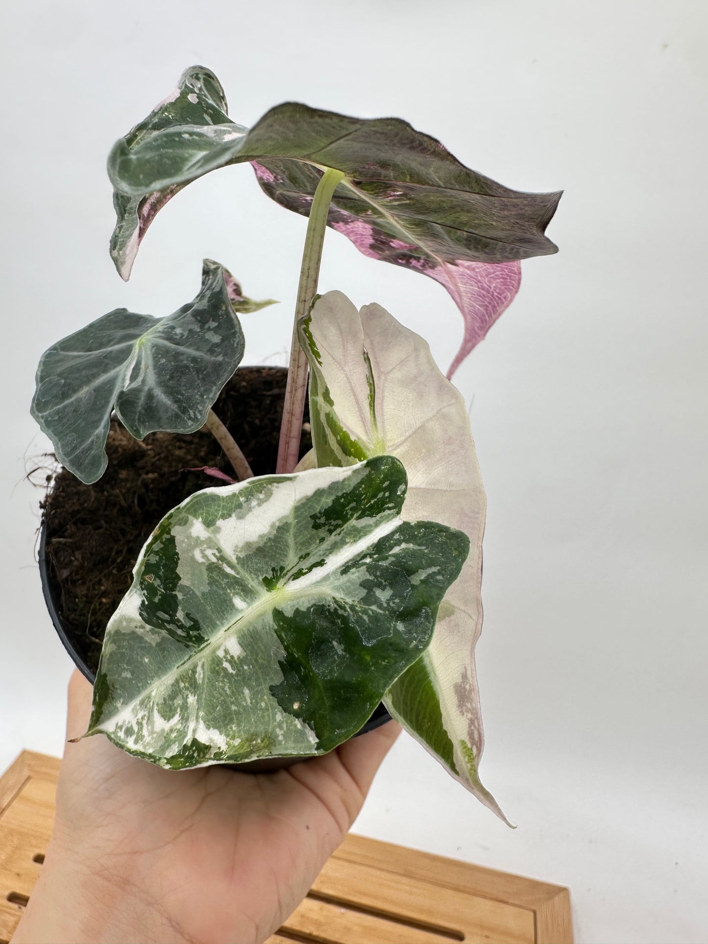 Alocasia Polly Pink Variegated