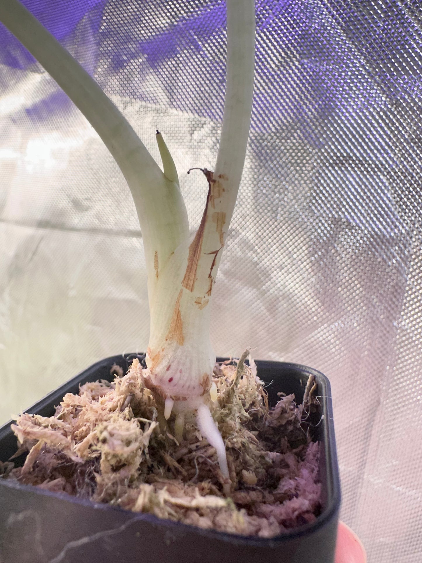 Alocasia Black Velvet Gold Variegated