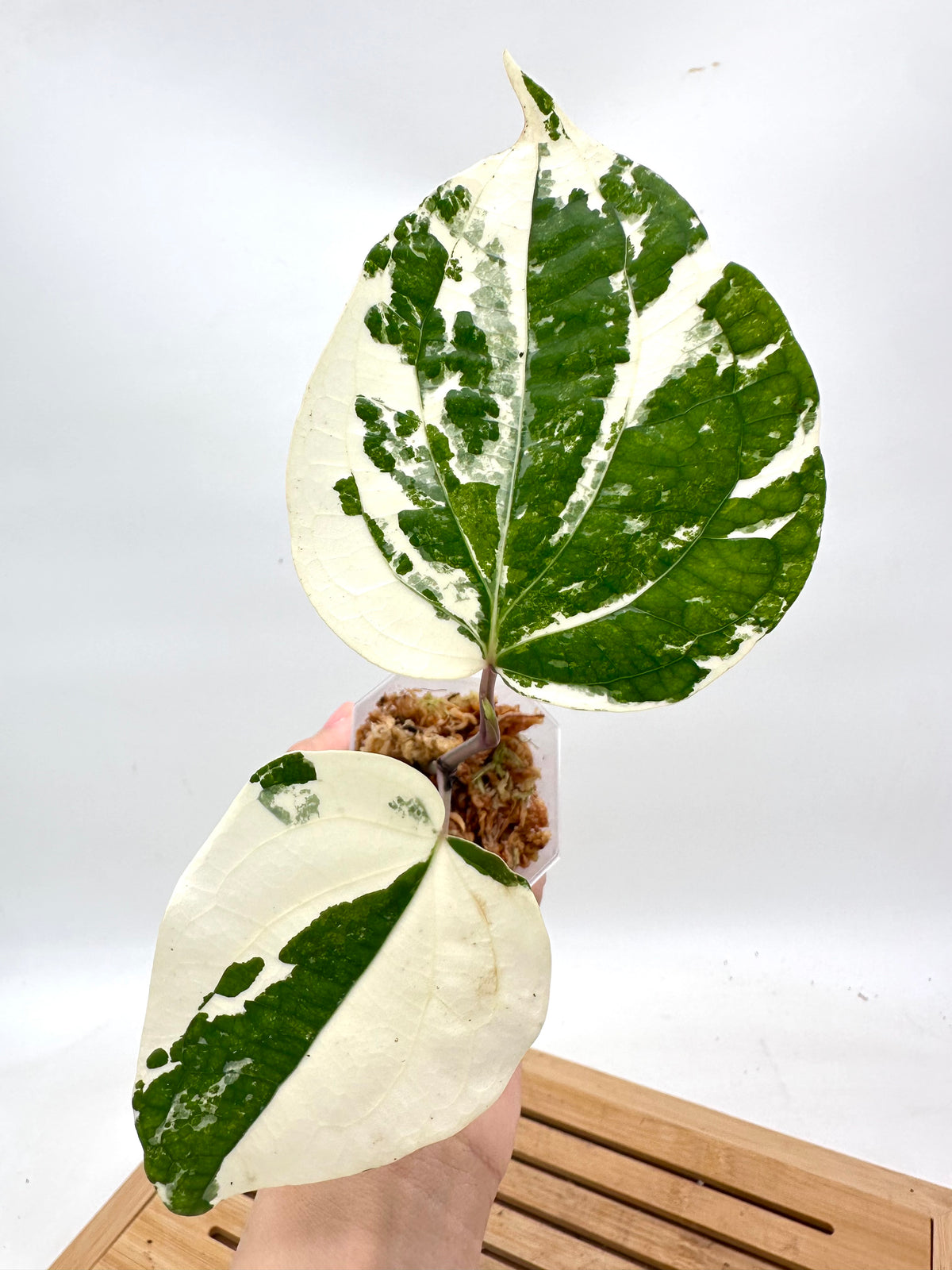 Piper Nigrum Albo Variegated
