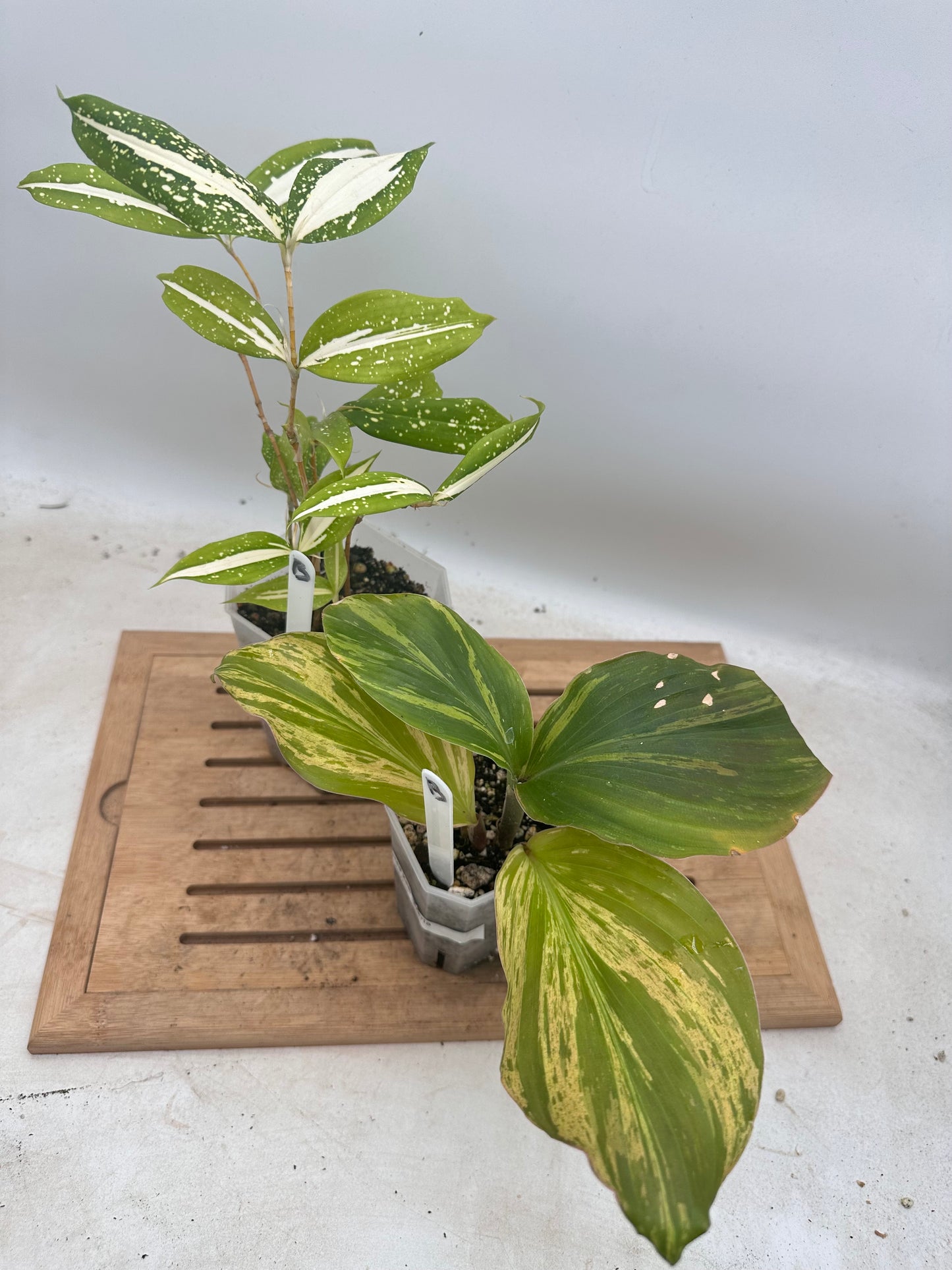 Combo Sale - Variegated Kaempferia & Dracaena ‘Milky Way’