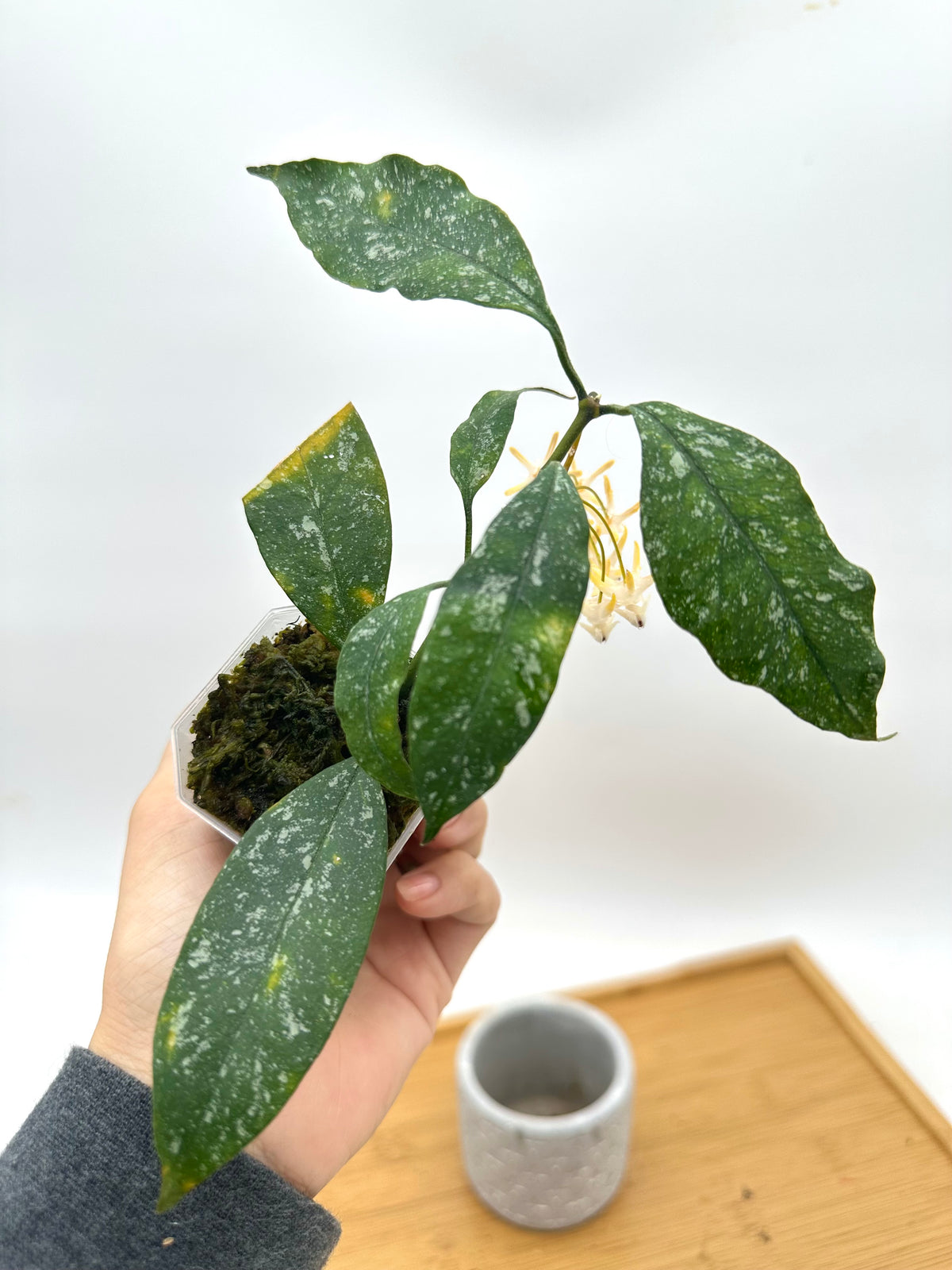 Hoya Multiflora Splash