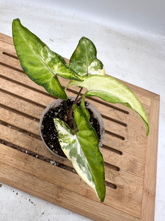 Syngonium Angustatum Variegated - Labour Day Sale ❤️‍🔥