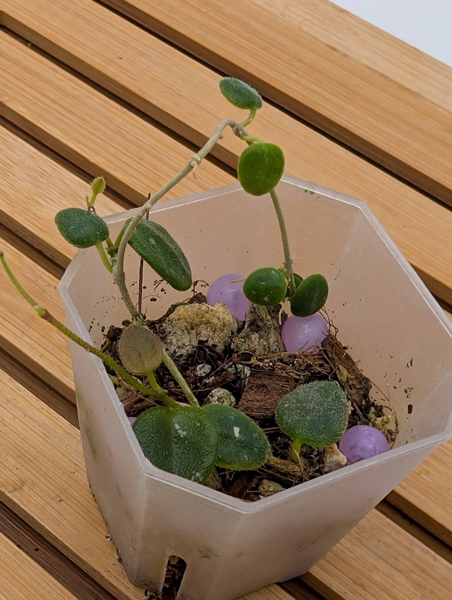 Hoya Serpen