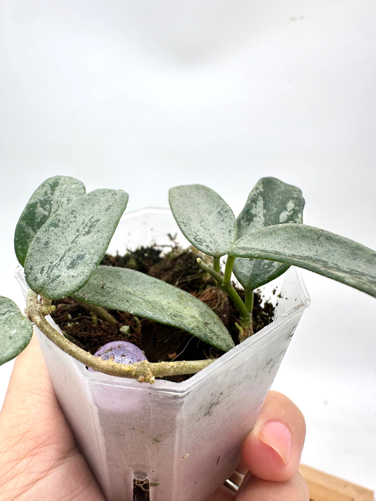 Hoya Lima Silver