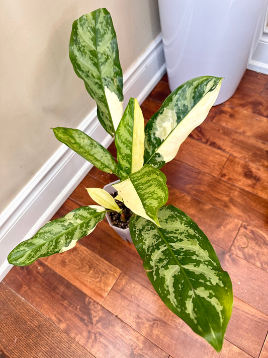 Aglaonema Manila Pride Albo - Multiple plants in pot  - Labour Day Sale ❤️‍🔥