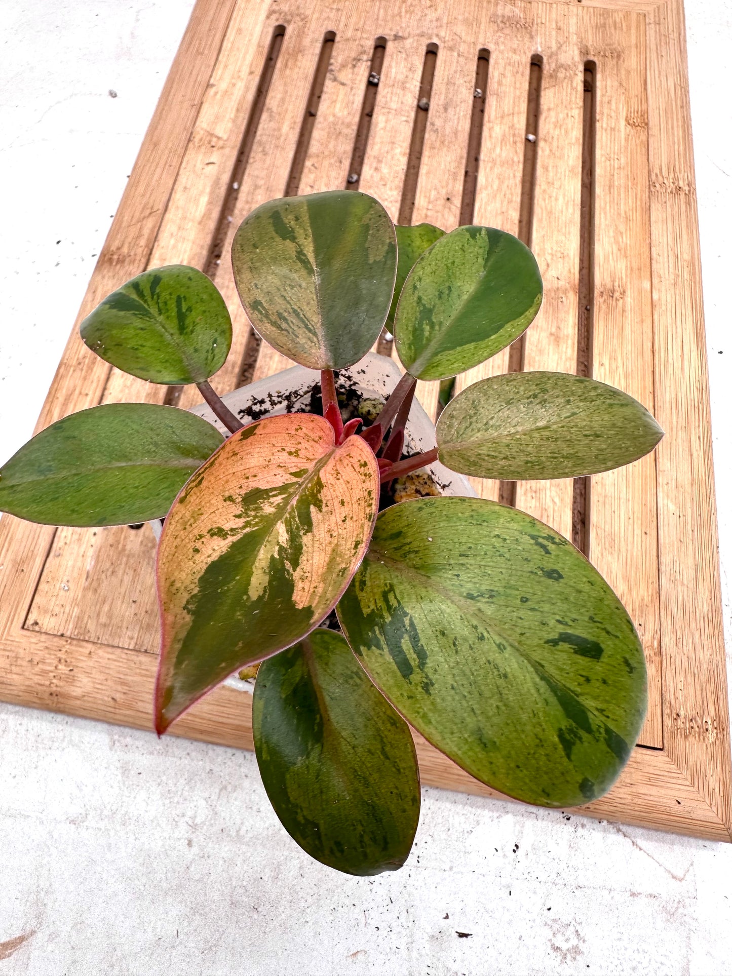 Philodendron Red Congo Dwarf Mint Variegata - Canada Day Sale