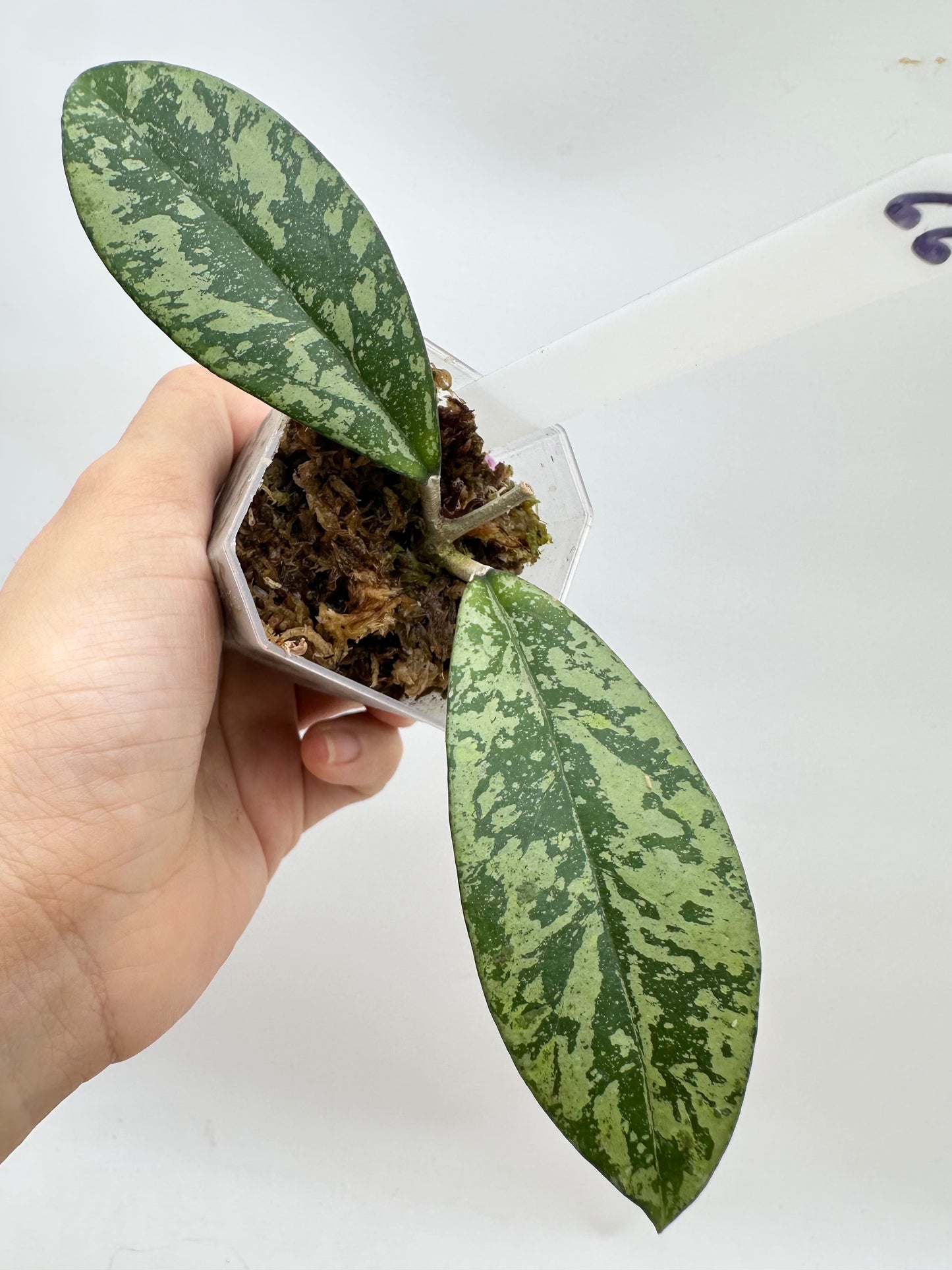 Hoya Crassipetiolata x Michelle Splash Clone 2