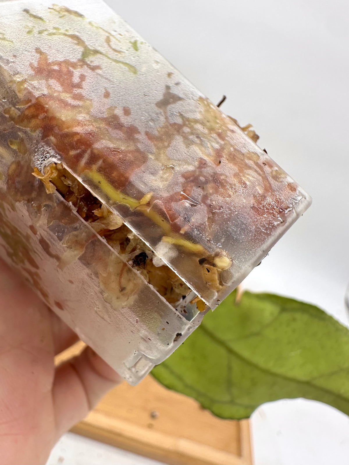Hoya Kalimantan BP
