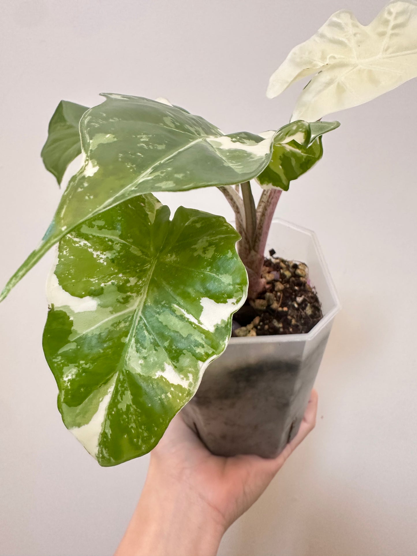 Alocasia Low Rider Albo Variegated