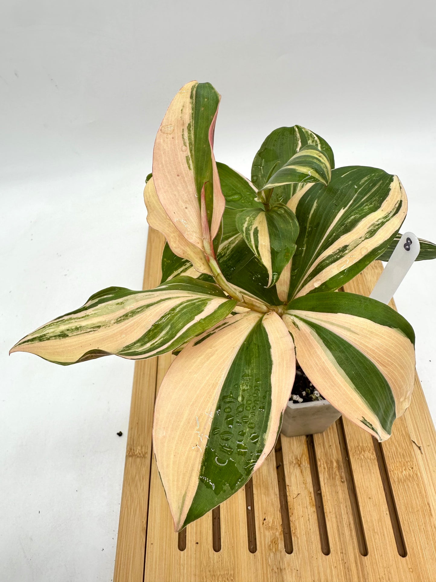 Spiral Ginger - Rare Pink Variegated 🩷