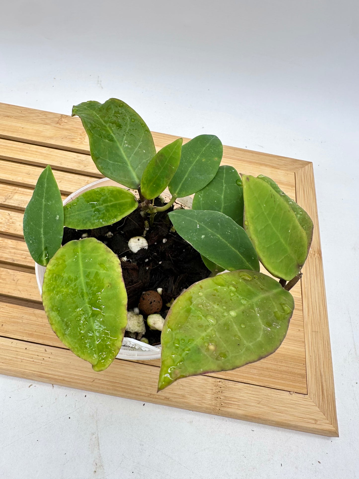Hoya Patricia - Multiple Growths