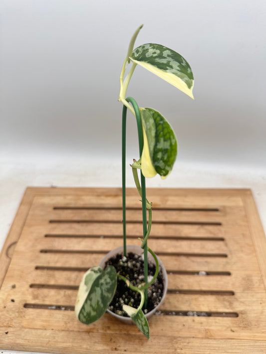 Scindapsus Mayari Variegated - Thanksgiving Sale 💚