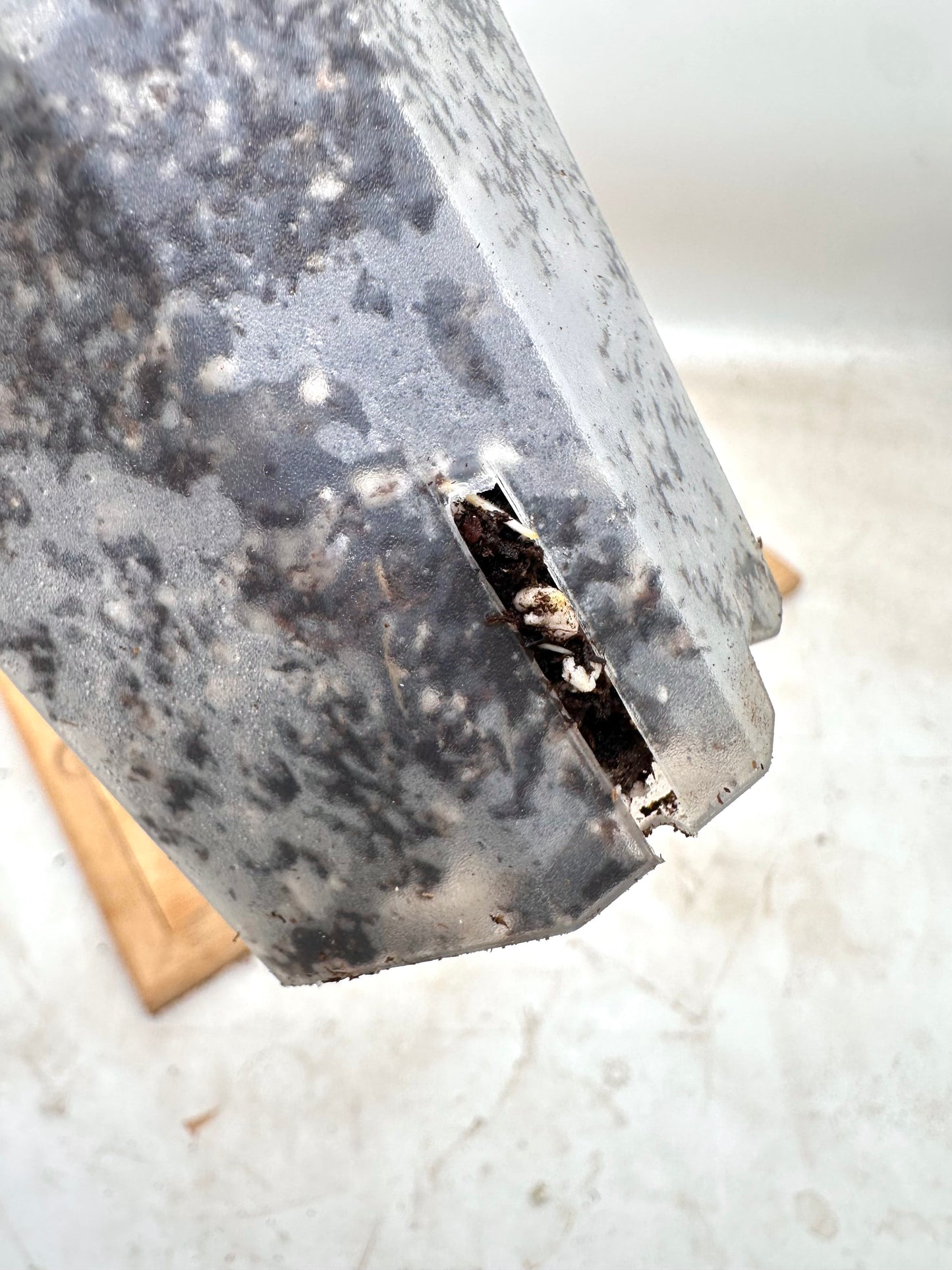 Phyllanthus Pulcher Variegated