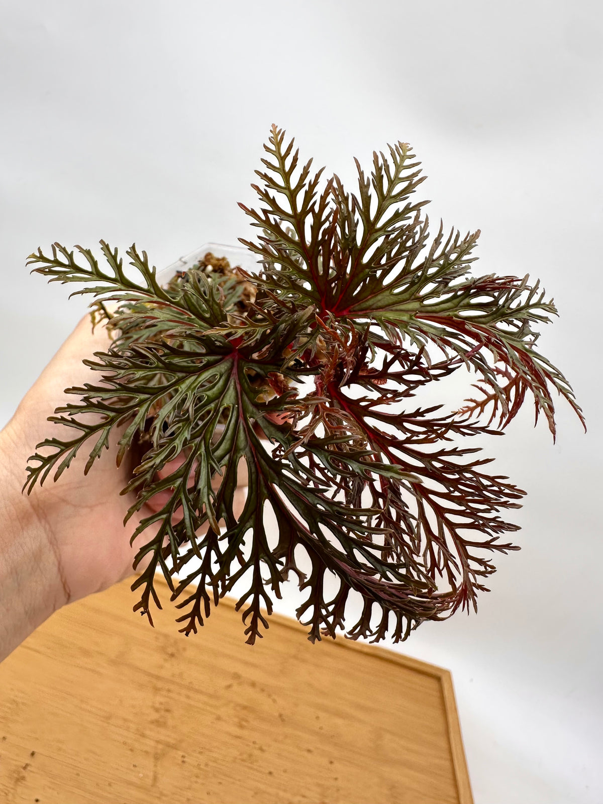 Begonia Fern Leaf