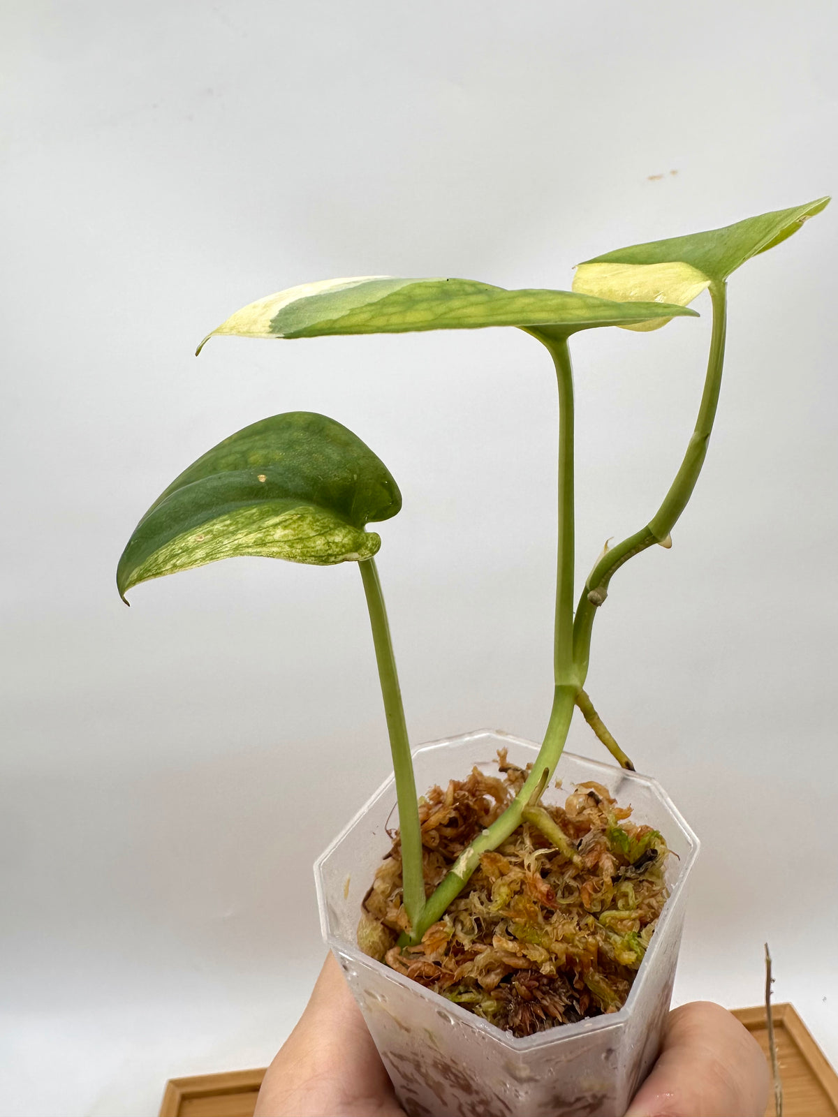 Scindapsus Jade Satin Albo