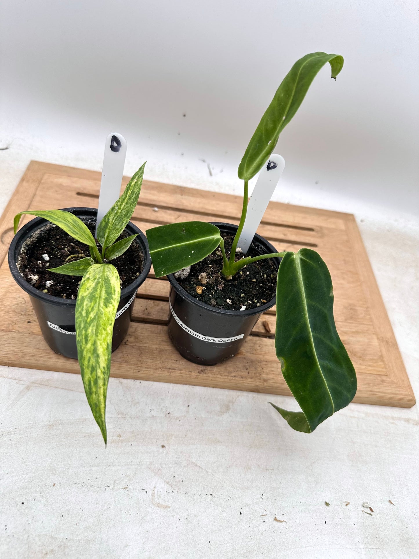 Combo Sale - Anthurium Warrocquenum Queen & Vittarifolium Variegated