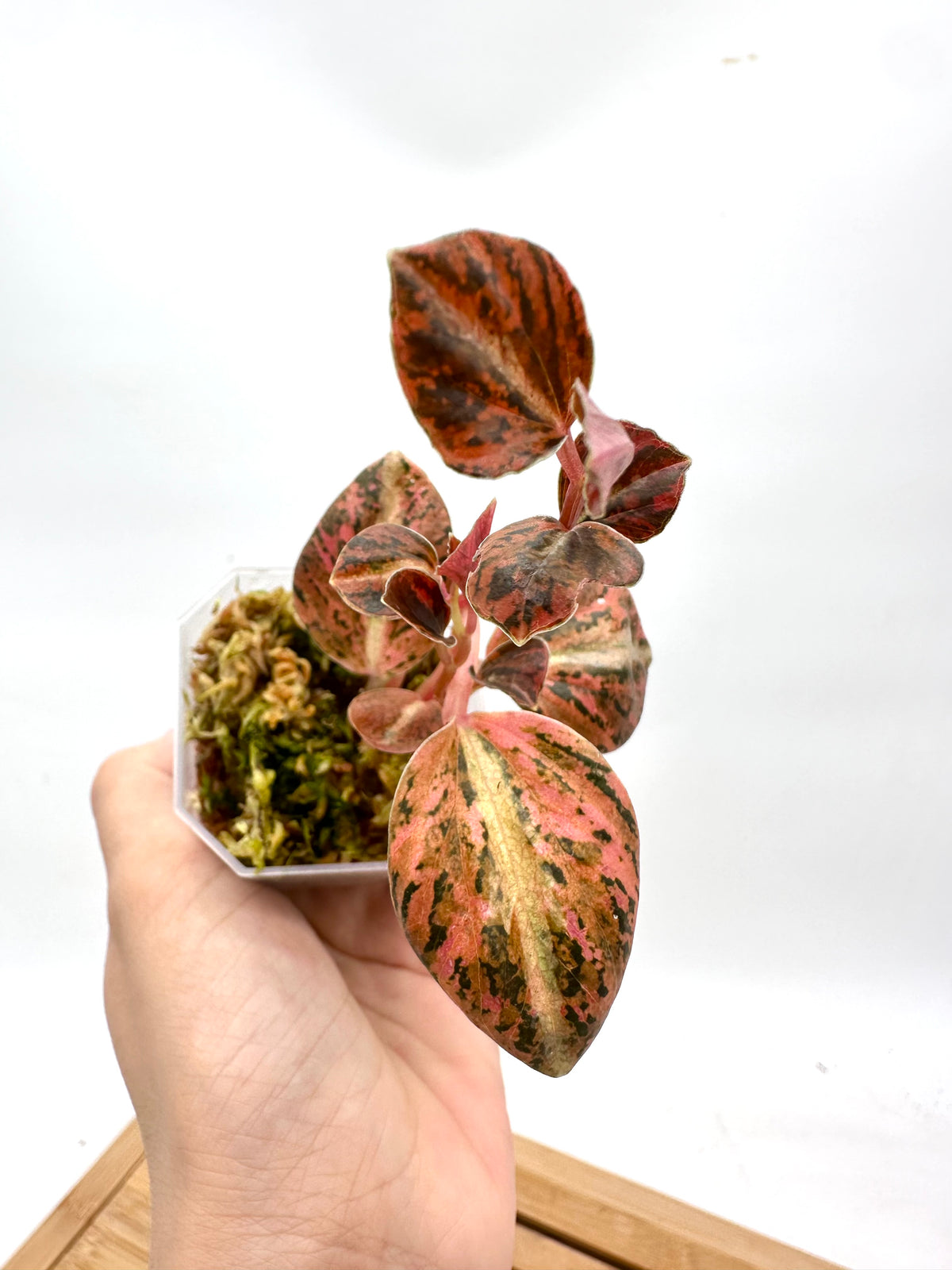 Peperomia Metallica Orange Variegated