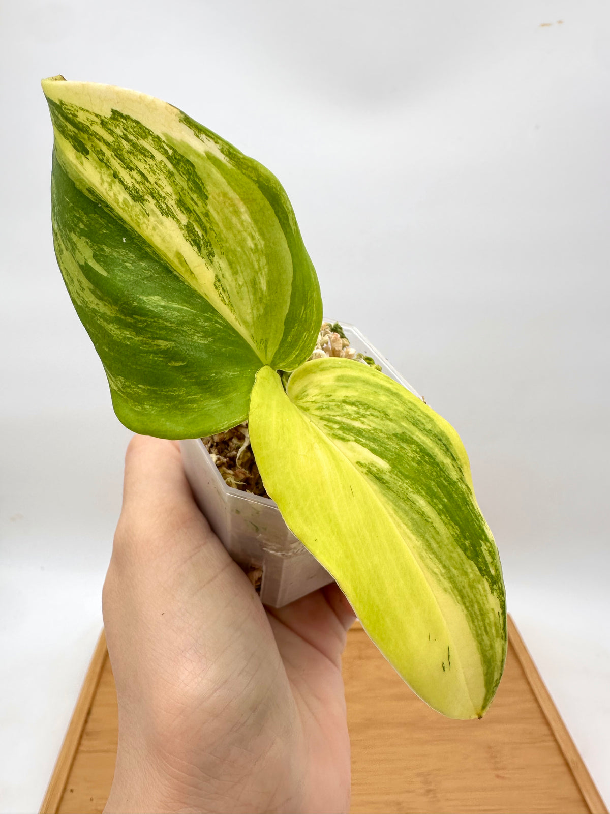 Scindapsus Rubicon
